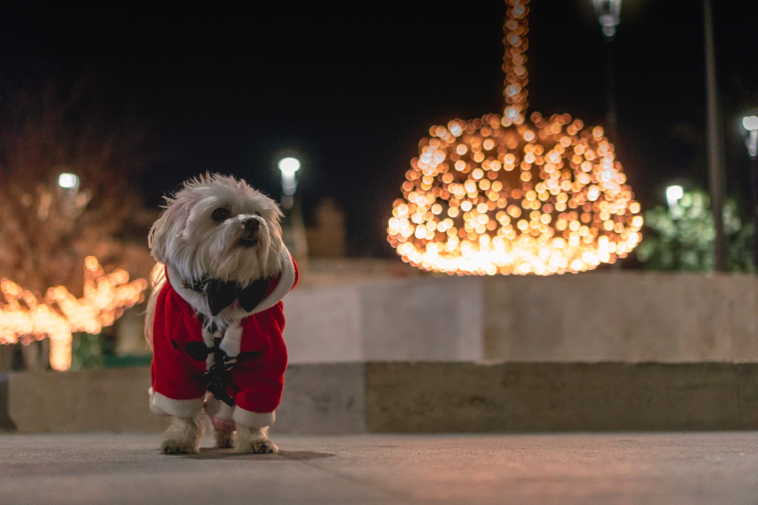 a dog dressed up in a holiday outfit with some festive lights in the background