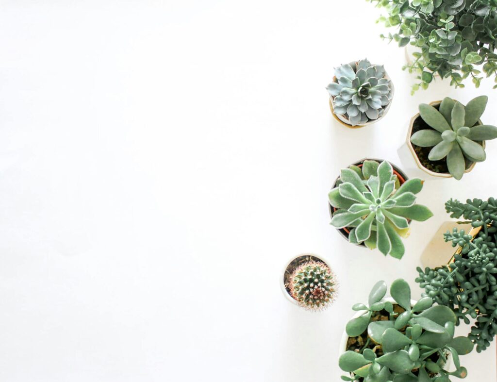 Green succulent plants in modern pots on white table background