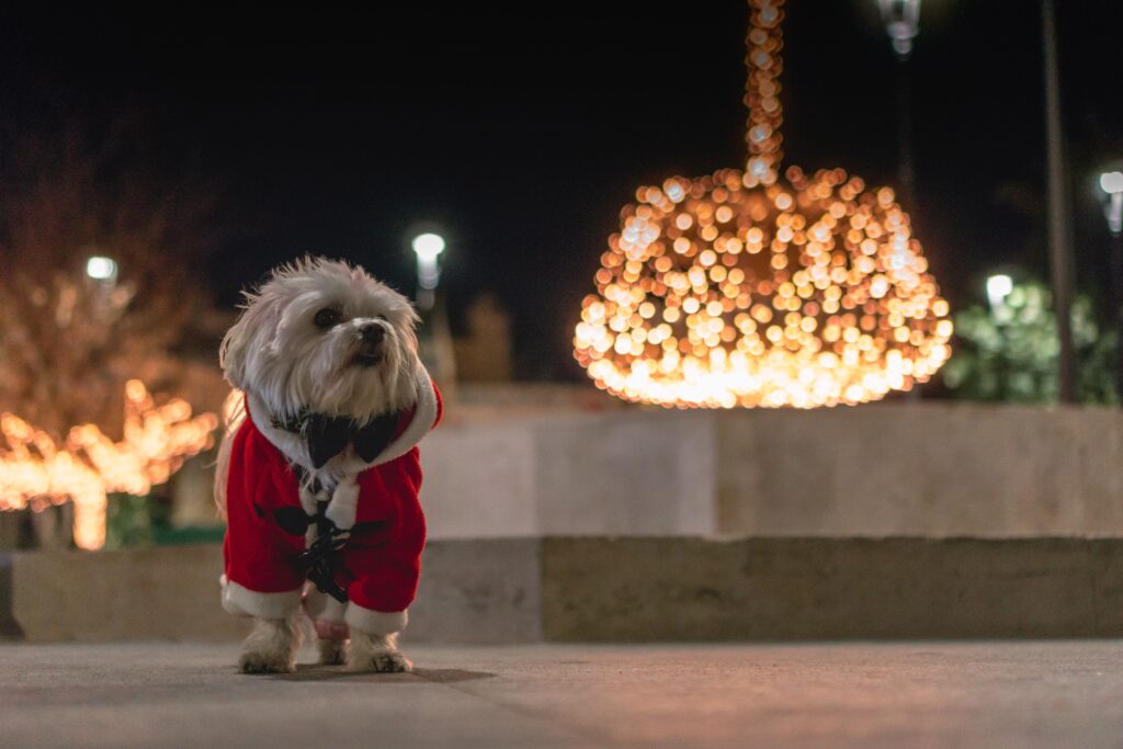 a dog dressed up in a holiday outfit with some festive lights in the background 