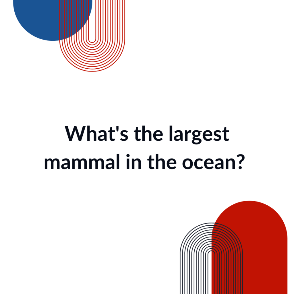 largest mammal in the ocean trivia question