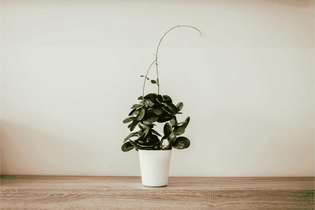 Minimalist green plant in a white pot on a wooden surface – home decor, indoor plants, and modern lifestyle concept.