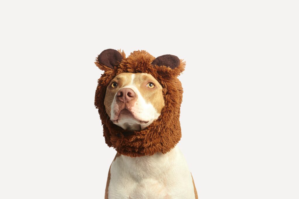 Dog wearing a fluffy brown bear costume – funny pet portrait, animal fashion, and playful costume concept.