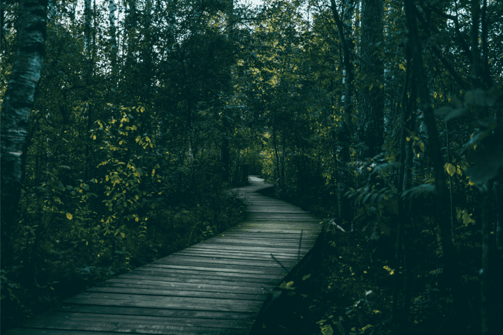 A winding wooden boardwalk path leading through a dense, green forest with tall trees and scattered sunlight filtering through the canopy.