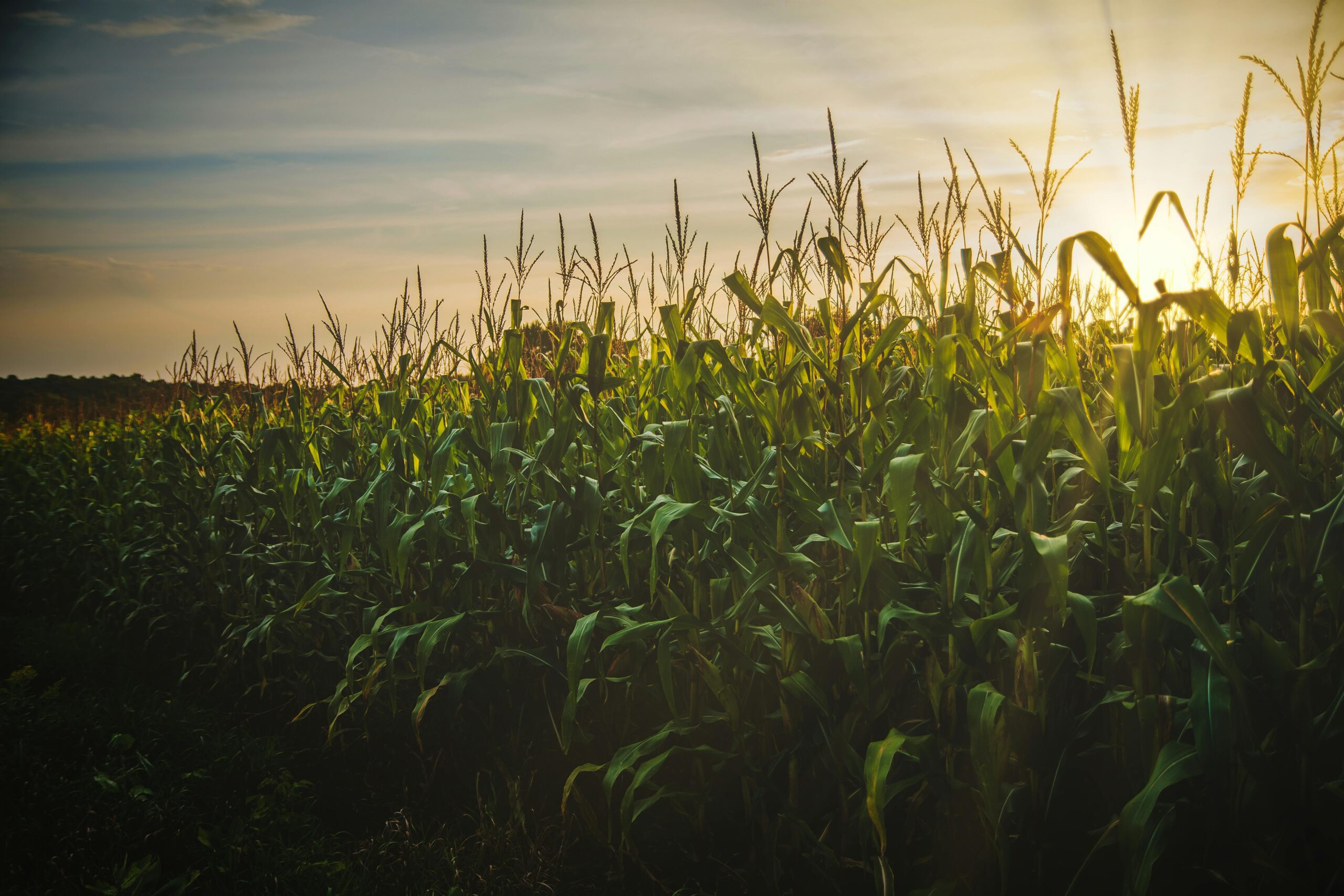A golden sunset casts warm light over a tall cornfield, highlighting the green stalks and creating a peaceful, rural atmosphere
