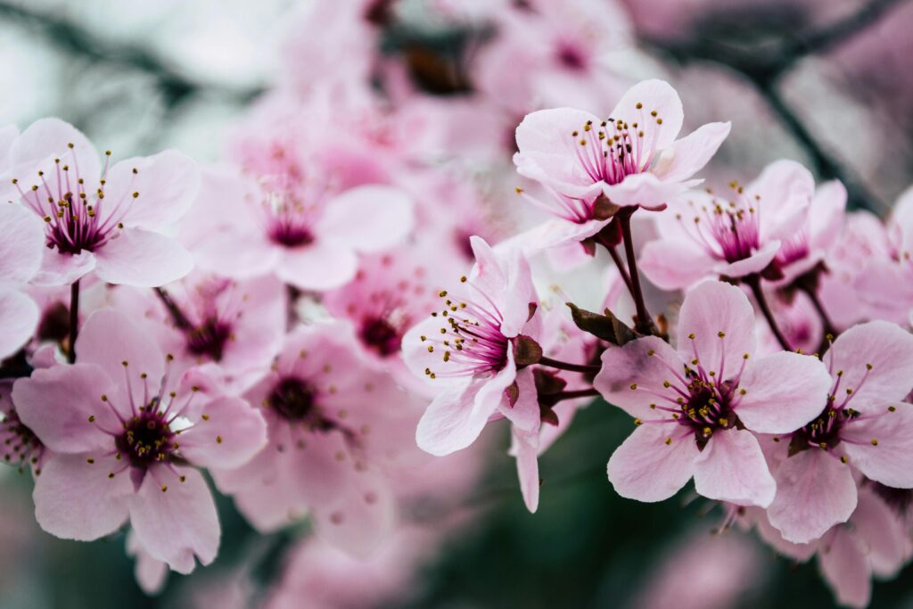 Close-up of vibrant pink cherry blossoms in full bloom, showcasing delicate petals and deep magenta centers against a blurred background.