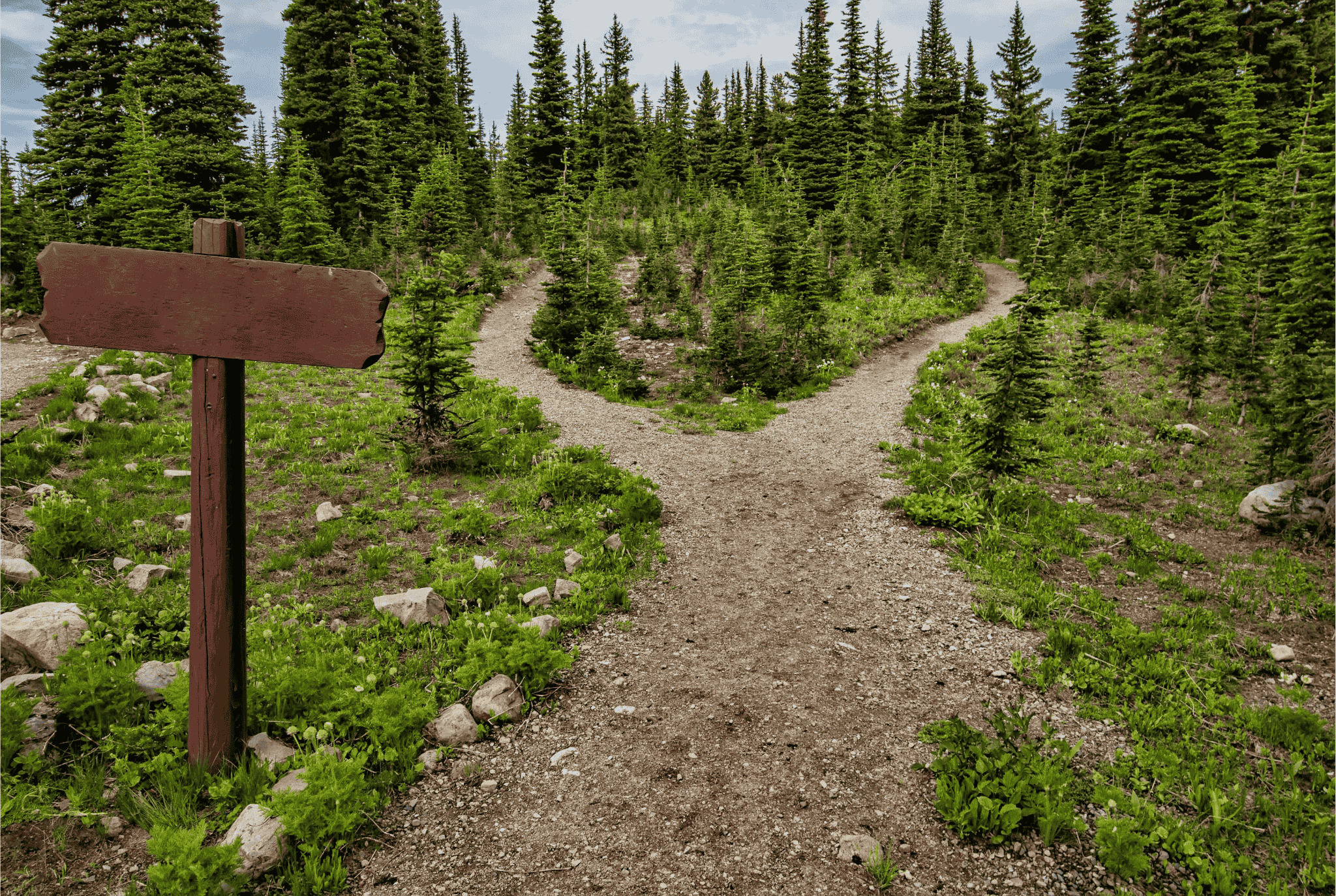 Dirt trail in a forest splitting into two paths with a blank wooden sign.
